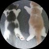 cutekitkat11